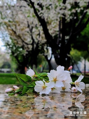 雨樱