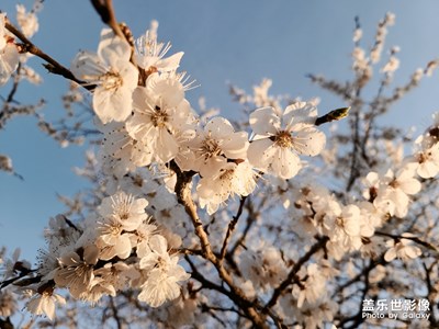 院子里的春天