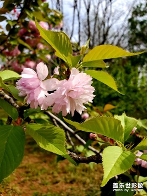 【春花烂漫】+公园春色