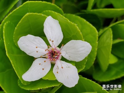 【春花烂漫】满面春风何处去