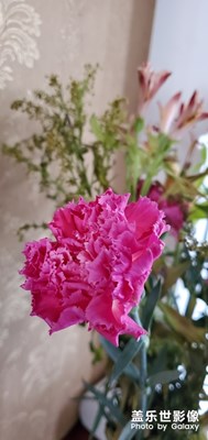 花开时节