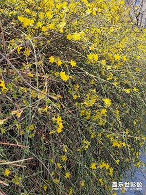 春趣:迎春花