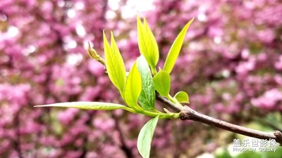 【春花烂漫】+ 春风送暖