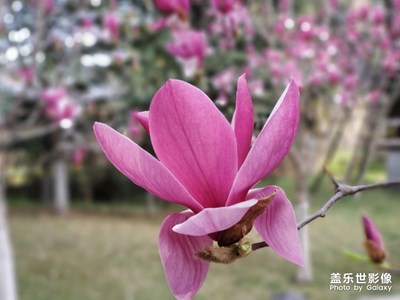 【春花烂漫】+小区春花随拍