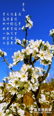 李子花