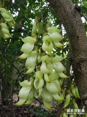 【春花烂漫】禾雀花开