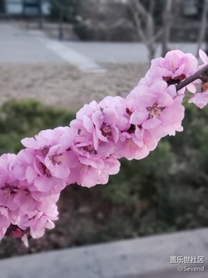 春花烂漫，夜景静谧