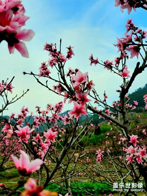 【春花烂漫】春风顺桃花