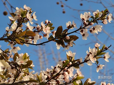 【春花烂漫】洁白的李子花