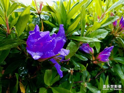 清明时节雨纷纷，路上行人欲断魂。