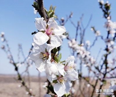 春暖花先知