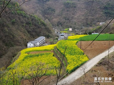 【最美瞬间】油菜花