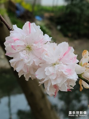 [最美瞬间] 花花花