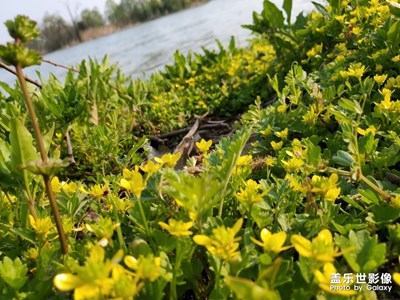 金山湖水 问情芊芊