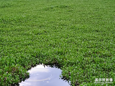 悠岚湖