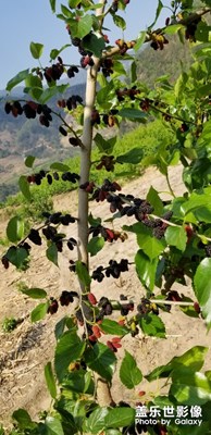 桑葚的季节