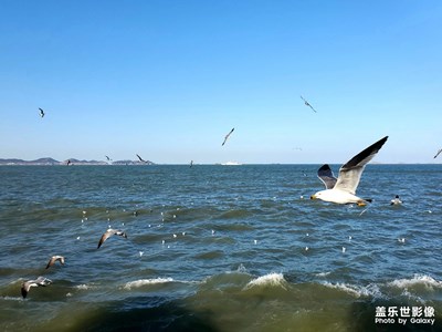 沙鸥翔集，锦鳞游泳