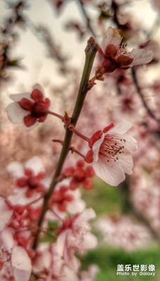 春暖花开，留下最美。--清风湖公园