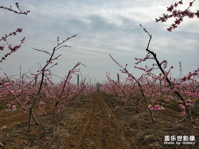 【光影色彩】+醉美桃花园