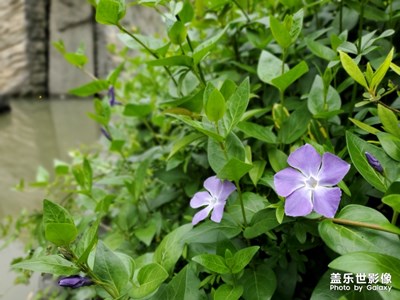 总喜欢拍一些花花草草