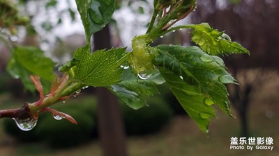 春雨细无声