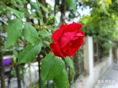 开往春天的蔷薇花