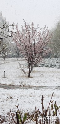 桃花遇上雪 共酿桃花醉