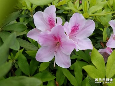 【光影色彩】+杜鹃花开