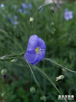 邂逅|一朵小花