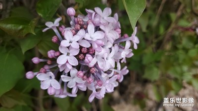 落红不是无情物化作春泥更护花