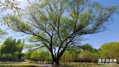 带着我的s20+去踏春，百花齐放