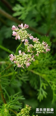 这是什么花