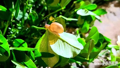 S20与光影之间的对决