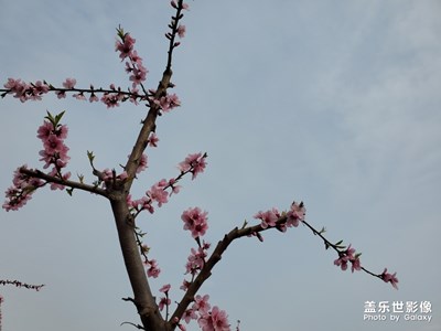 【希望】+桃花花语