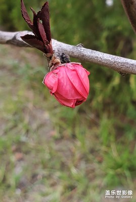 人间四月芳菲尽，威海桃花始盛开