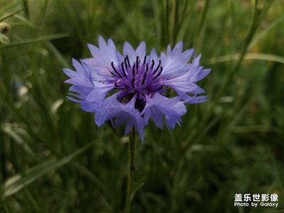 芳菲四月