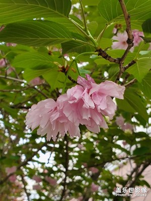 花花草草随拍