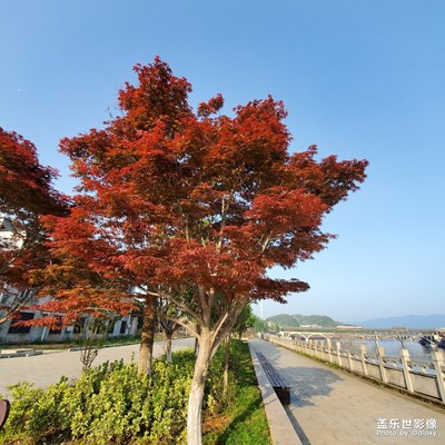 晨练和晚餐的菜