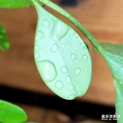 雨后春绿