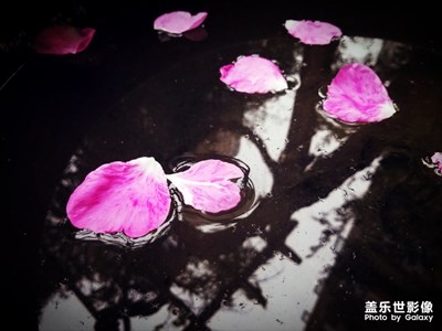 花瓣雨