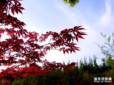 散步随手拍，午后的阳光。。。。