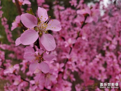 【春日丽影】+北疆春意浓