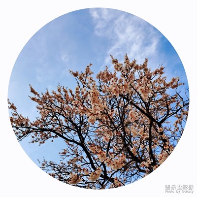 春日四美图