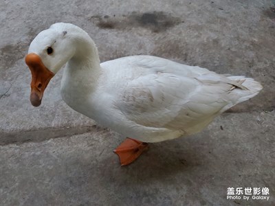 【春日丽影】+春天正好