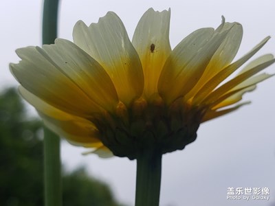 [春日丽景]+虫与花