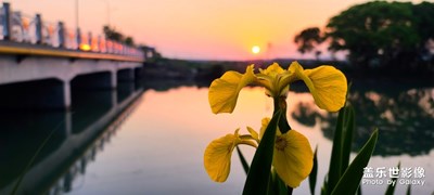 花迎春来