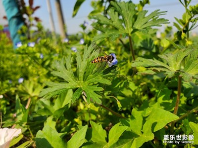 一只小蜜蜂飞在花丛中