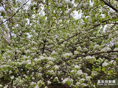 百花争艳，各种鲜花在近接春的到来