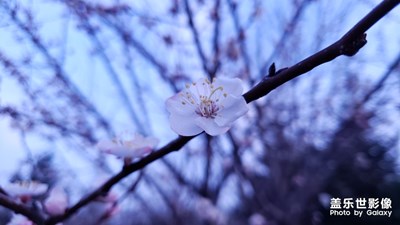 杏花盛開