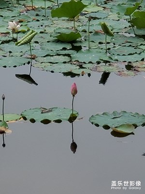 静静园区